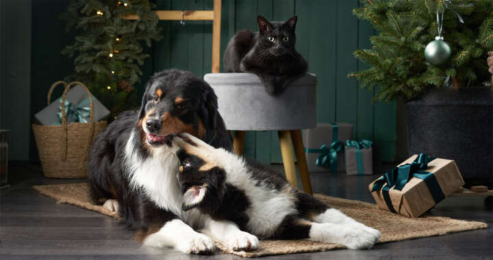 geschenke fuer tiere 1590x840